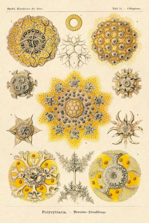 Picture of HAECKEL NATURE ILLUSTRATIONS: POLYCYTARIA RADIOLARIA