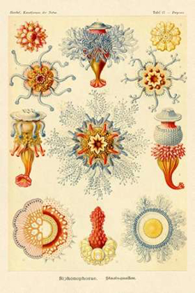 Picture of HAECKEL NATURE ILLUSTRATIONS: SIPHONEAE HYDROZOA
