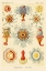 Picture of HAECKEL NATURE ILLUSTRATIONS: SIPHONEAE HYDROZOA