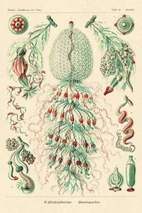 Picture of HAECKEL NATURE ILLUSTRATIONS: SIPHONEAE HYDROZOA