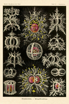 Picture of HAECKEL NATURE ILLUSTRATIONS: STEPHOIDEA