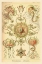Picture of HAECKEL NATURE ILLUSTRATIONS: TRACHOMEDUSAE - JELLYFISH