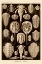 Picture of HAECKEL NATURE ILLUSTRATIONS: ATHROPODS - SEPIA TINT