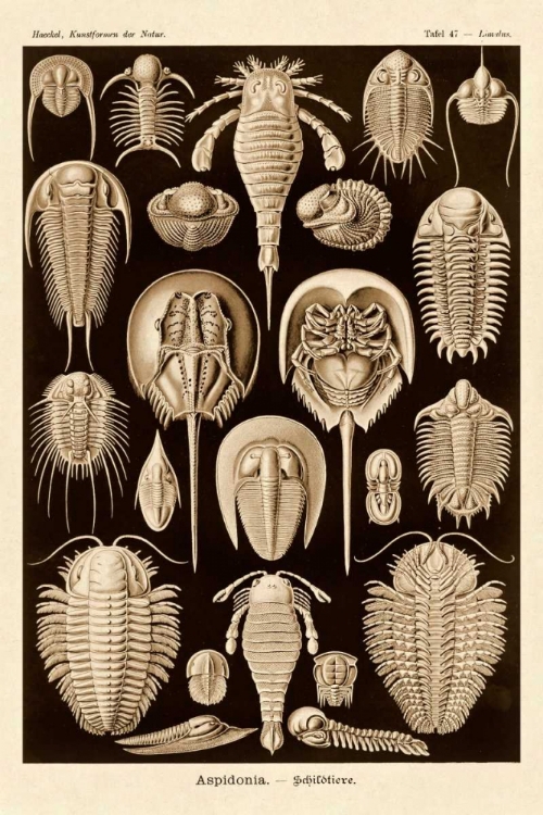 Picture of HAECKEL NATURE ILLUSTRATIONS: ATHROPODS - SEPIA TINT