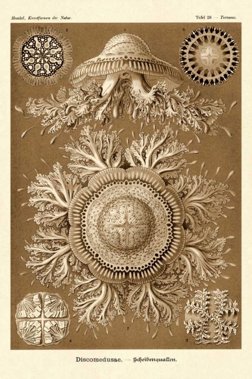Picture of HAECKEL NATURE ILLUSTRATIONS: JELLY FISH - SEPIA TINT