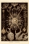 Picture of HAECKEL NATURE ILLUSTRATIONS: PHAEODARIA RADIOLARIANS - SEPIA TINT