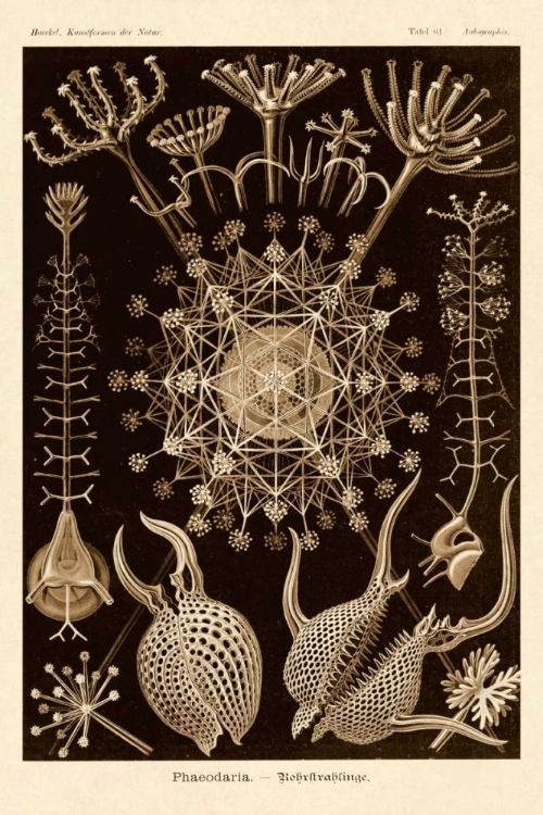 Picture of HAECKEL NATURE ILLUSTRATIONS: PHAEODARIA RADIOLARIANS - SEPIA TINT