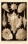 Picture of HAECKEL NATURE ILLUSTRATIONS: GASTROPODS - SEPIA TINT