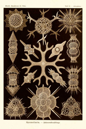 Picture of HAECKEL NATURE ILLUSTRATIONS: SPUMELLARIA - SEPIA TINT