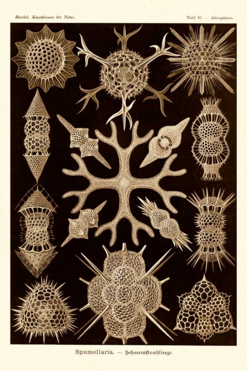 Picture of HAECKEL NATURE ILLUSTRATIONS: SPUMELLARIA - SEPIA TINT