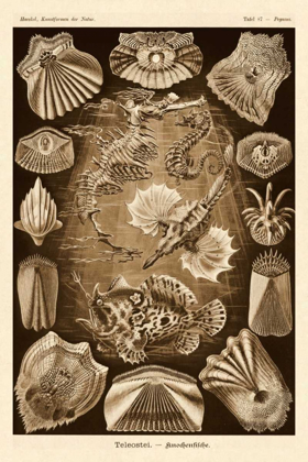 Picture of HAECKEL NATURE ILLUSTRATIONS: TELEOSTEI, BONY FISHES - SEPIA TINT