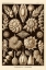 Picture of HAECKEL NATURE ILLUSTRATIONS: THALAMOPHORA, FORMINIFERA - SEPIA TINT