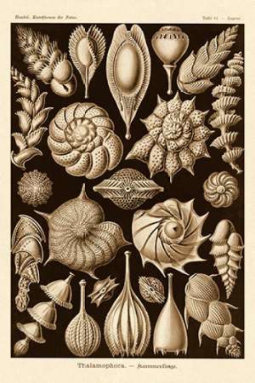 Picture of HAECKEL NATURE ILLUSTRATIONS: THALAMOPHORA, FORMINIFERA - SEPIA TINT