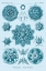 Picture of HAECKEL NATURE ILLUSTRATIONS: POLYCYTARIA RADIOLARIA - BLUE-GREEN TINT