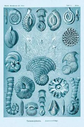 Picture of HAECKEL NATURE ILLUSTRATIONS: TALAMOPHORA, FORMANIFERA, RHISOPODS - BLUE-GREEN TINT