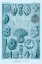 Picture of HAECKEL NATURE ILLUSTRATIONS: TALAMOPHORA, FORMANIFERA, RHISOPODS - BLUE-GREEN TINT