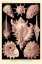 Picture of HAECKEL NATURE ILLUSTRATIONS: GASTROPODS - ROSE TINT