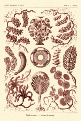 Picture of HAECKEL NATURE ILLUSTRATIONS: SIPHONEAE HYDROZOA - ROSE TINT