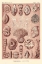 Picture of HAECKEL NATURE ILLUSTRATIONS: TALAMOPHORA, FORMANIFERA, RHISOPODS - ROSE TINT