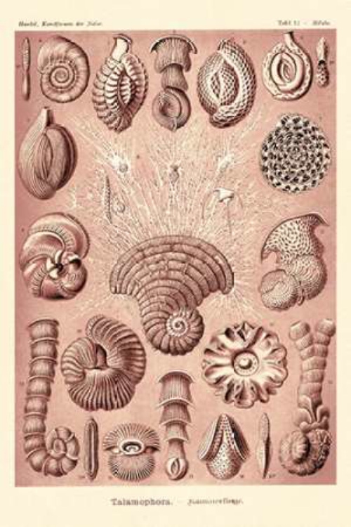 Picture of HAECKEL NATURE ILLUSTRATIONS: TALAMOPHORA, FORMANIFERA, RHISOPODS - ROSE TINT