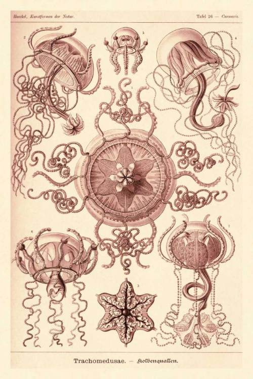 Picture of HAECKEL NATURE ILLUSTRATIONS: TRACHOMEDUSAE - JELLYFISH - ROSE TINT