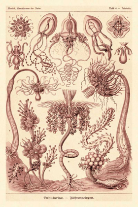 Picture of HAECKEL NATURE ILLUSTRATIONS: TUBULARIDA - TUBULARIANS - ROSE TINT