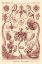 Picture of HAECKEL NATURE ILLUSTRATIONS: TUBULARIDA - TUBULARIANS - ROSE TINT