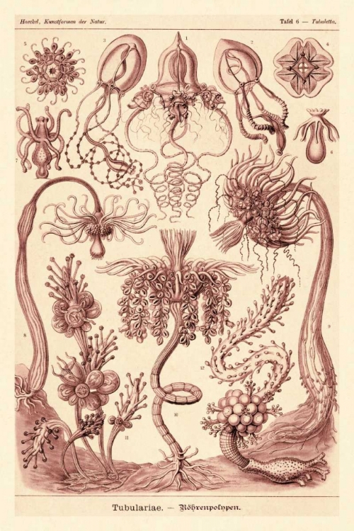 Picture of HAECKEL NATURE ILLUSTRATIONS: TUBULARIDA - TUBULARIANS - ROSE TINT