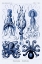 Picture of HAECKEL NATURE ILLUSTRATIONS: JELLY FISH - DARK BLUE TINT