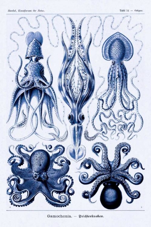 Picture of HAECKEL NATURE ILLUSTRATIONS: JELLY FISH - DARK BLUE TINT