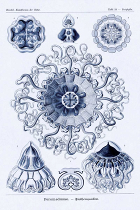 Picture of HAECKEL NATURE ILLUSTRATIONS: POLYCYTARIA RADIOLARIA - DARK BLUE TINT