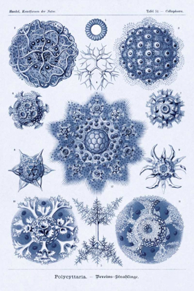 Picture of HAECKEL NATURE ILLUSTRATIONS: SIPHONEAE HYDROZOA - DARK BLUE TINT