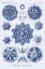 Picture of HAECKEL NATURE ILLUSTRATIONS: SIPHONEAE HYDROZOA - DARK BLUE TINT