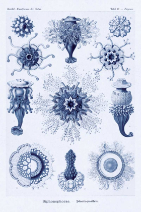 Picture of HAECKEL NATURE ILLUSTRATIONS: SIPHONEAE HYDROZOA - DARK BLUE TINT