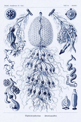 Picture of HAECKEL NATURE ILLUSTRATIONS: SIPHONEAE HYDROZOA - DARK BLUE TINT