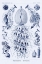 Picture of HAECKEL NATURE ILLUSTRATIONS: SIPHONEAE HYDROZOA - DARK BLUE TINT