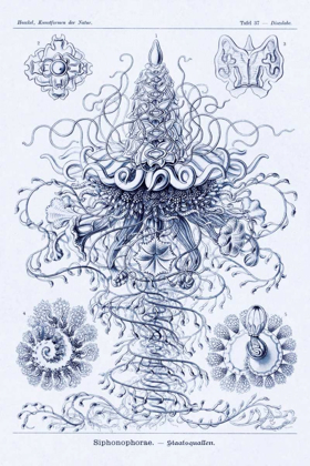 Picture of HAECKEL NATURE ILLUSTRATIONS: TUBULARIDA - TUBULARIANS - DARK BLUE TINT