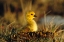 Picture of CANADA GOOSE GOSLING, CHURCHILL, MANITOBA, CANADA