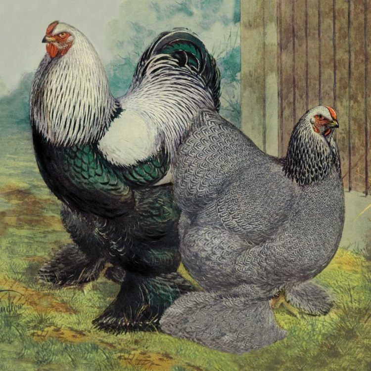 Picture of CHICKENS: DARK BRAHMAS