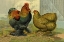 Picture of CHICKENS: PARTRIDGE COCHINS