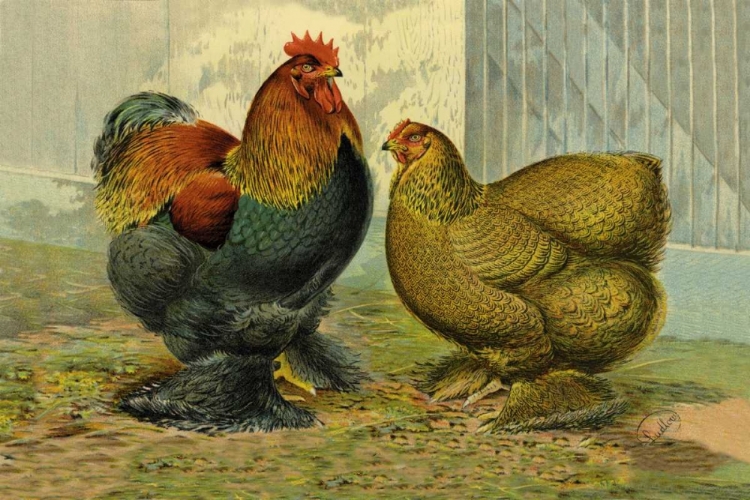 Picture of CHICKENS: PARTRIDGE COCHINS