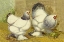 Picture of CHICKENS: LIGHT BRAHMAS