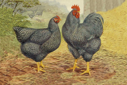 Picture of CHICKENS: PLYMOUTH ROCKS