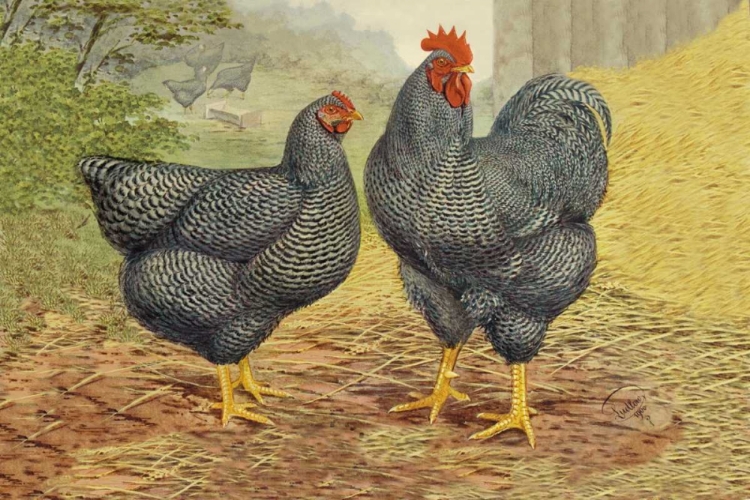 Picture of CHICKENS: PLYMOUTH ROCKS