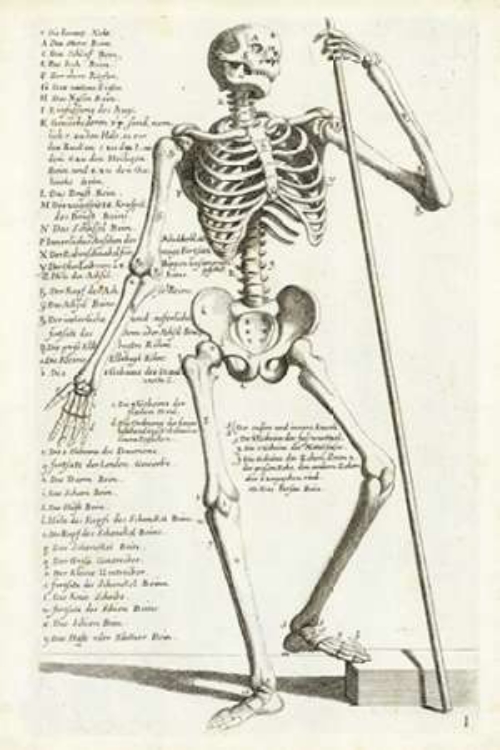 Picture of ANATOMICAL DIAGRAM SHOWING HUMAN SKELETON, FRONT VIEW, WITH LEGENDS