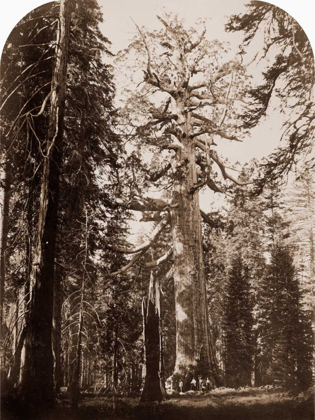 Picture of GRIZZLY GIANT - 33 FT. DIAM. -  MARIPOSA GROVE, YOSEMITE, CALIFORNIA, 1861
