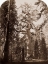 Picture of GRIZZLY GIANT - 33 FT. DIAM. -  MARIPOSA GROVE, YOSEMITE, CALIFORNIA, 1861