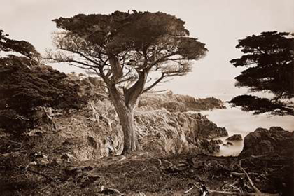 Picture of CYPRESS POINT, MONTEREY, CALIFORNIA, ABOUT 1880S