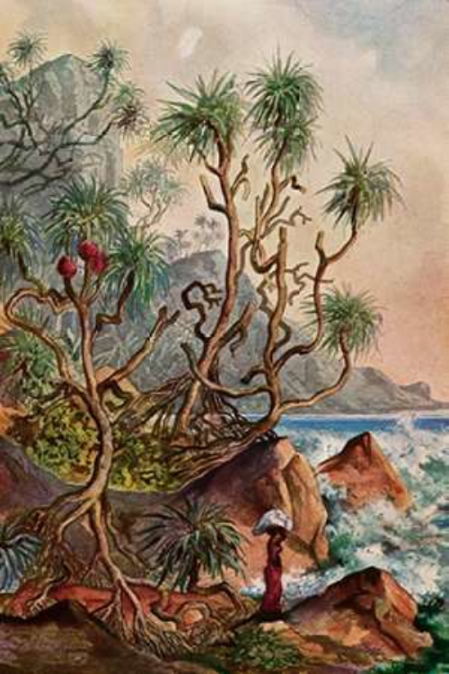 Picture of PANDANUS BEI MATURA SMUSEUMAUBENPALMEN AN DER SUDKUSTE VON CEYLON