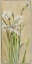 Picture of WHITE NARCISSUS WITH GRAY ACCENTS
